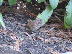 Melospiza melodia morphna