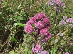 Hylotelephium telephium