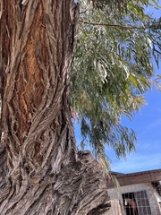 Eucalyptus sideroxylon