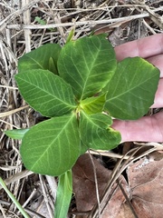 Euphorbia heterophylla