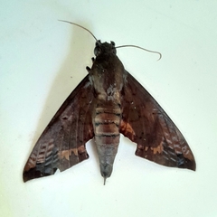 Pachylioides resumens