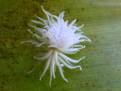 Cryptolaemus montrouzieri