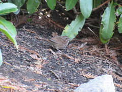 Melospiza melodia morphna