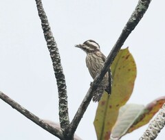 Yungipicus moluccensis