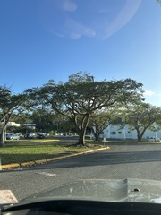 Delonix regia