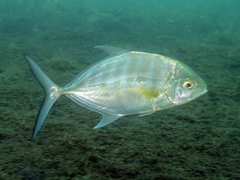 Ferdauia ferdau