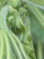 Macrosiphum euphorbiae