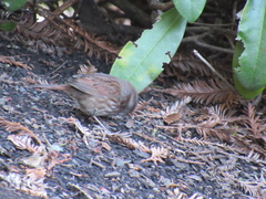 Melospiza melodia morphna