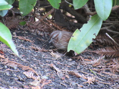 Melospiza melodia morphna