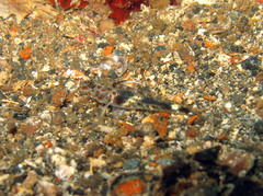 Fusigobius inframaculatus
