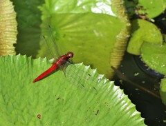 Rhodothemis rufa