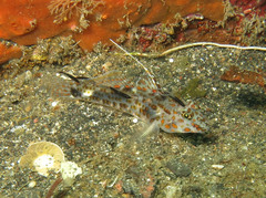 Fusigobius inframaculatus