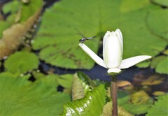 Brachydiplax chalybea