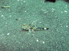 Fusigobius inframaculatus