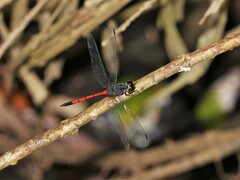 Agrionoptera insignis