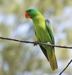 Tanygnathus lucionensis