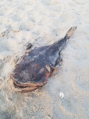 Halobatrachus didactylus