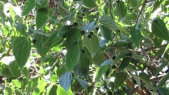 Celtis caudata