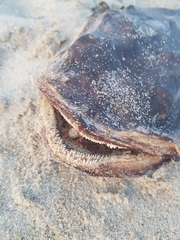 Halobatrachus didactylus