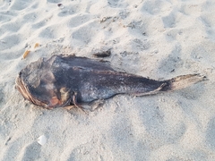 Halobatrachus didactylus