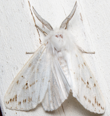 Spilosoma congrua