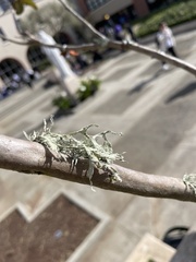 Ramalina subleptocarpha