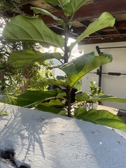 Ficus lyrata