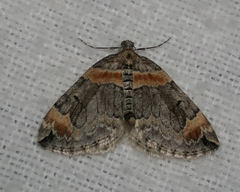 Dysstroma hersiliata