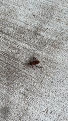 Leptoglossus clypealis