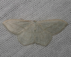 Scopula junctaria