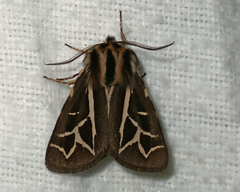 Apantesis williamsii