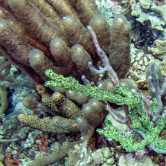 Bergia puertoricense