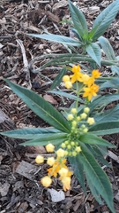 Asclepias curassavica