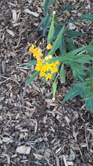 Asclepias curassavica