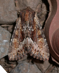 Apamea amputatrix