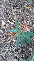 Asclepias curassavica