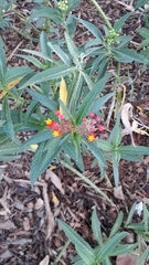 Asclepias curassavica
