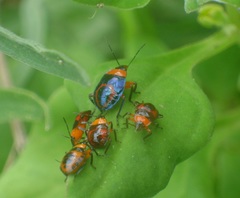 Tynacantha marginata
