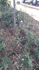 Asclepias curassavica