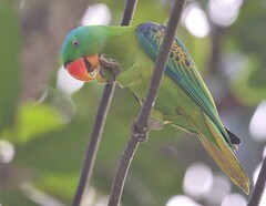 Tanygnathus lucionensis
