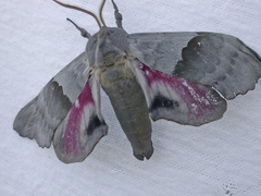 Pachysphinx modesta