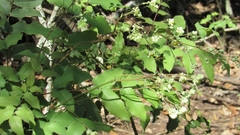 Berberis pallida
