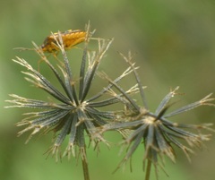Oebalus