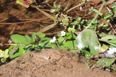 Nymphoides indica