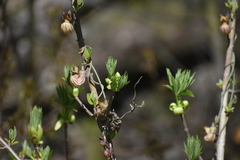 Aesculus californica