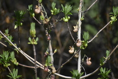 Aesculus californica