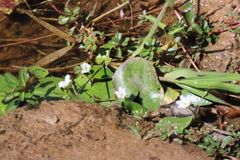 Nymphoides indica