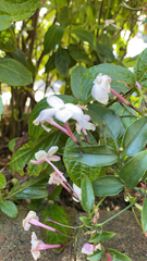 Jasminum polyanthum