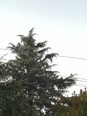 Cedrus