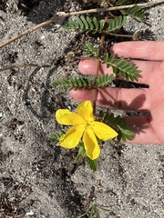 Tribulus cistoides